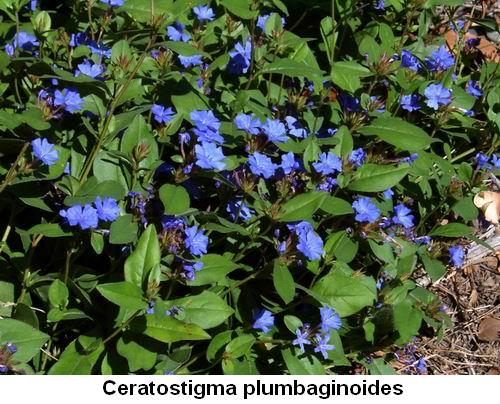 Ceratostigma plumbaginoides.jpg